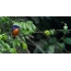 Turquoise Kingfisher - Uitzicht vanuit Afrika