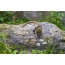 Giovane nosuha su una pietra in natura