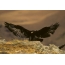 Kafra Eagle
