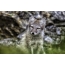 Arctic fox seaparo sa lehlabula