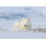 Arktiese vos in die lente
