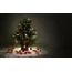 Photos of the Christmas tree