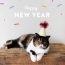 GIF picture: cat and New Year!
