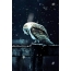 Gif picture: owl