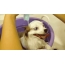 تصاویر GIF با سگ: سگ خنده دار