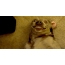 GIF slika: ulybaka pas