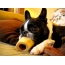 GIF şəkil: sevimli fransız bulldog