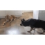 GIF picture: German Shepherd vs Toy Tiger