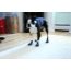 Gambar GIF dengan anjing: bulldog Prancis keren