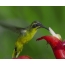 Εικόνες GIF με πουλιά
