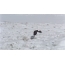 Пингвин хайуанаттар бағында итпен ойнайды