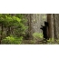 Imaginea GIF: poartă în pădure