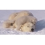 GIF bilde: hvit bjørn med unger