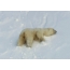 GIF foto: polar bear