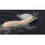 GIF slika: plivanje polarnog medvjeda