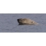 GIF litrato: polar bear swims