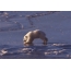 Gambar GIF: beruang putih