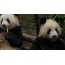 GIF画像：竹を食べるパンダ