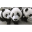 GIF bilde: unge pandaer