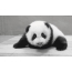 Gif picture panda