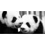 GIF obrázek panda