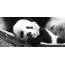 Gif picture: big panda cub