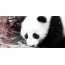 Imagine GIF: panda mare