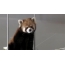 Gambar GIF: panda merah mengetuk telinganya