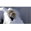 Gambar GIF: panda merah berjalan di salji