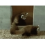 GIF bilde: rød pandas inraut i dyrehagen