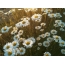 Gif picture: daisies
