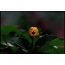 GIF slika: cvijeće