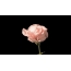 Obrázek GIF: růžové květy