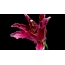GIF slika: cvijeće