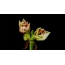 GIF obrázek: květiny