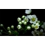 GIF картина: цветя