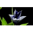 GIF obrázok: kvety