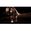 Gif picture: whiskey