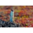 Parque natural Klyuchevskoy en Kamchatka: un curioso armiño sobre una piedra