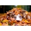 Mooie herfst: een hond in een stapel bladeren