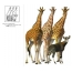 Okapi en giraffe