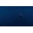 Gambar GIF: mulut ikan hiu