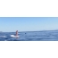 Gambar GIF dengan lumba-lumba