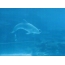 Foto GIF: një delfin luan një flluskë