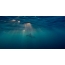 Gambar GIF: lumba-lumba di bawah air