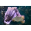 GIF зураг бүхий Cuttlefish
