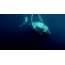 GIF resim: su altında balina
