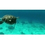 바다 거북이있는 GIF 사진