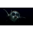 GIF foto: fishhead fisken