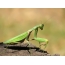 Praying Mantis: Closeup Photo